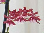 House Flowers Dancing Lady Orchid, Cedros Bee, Leopard Orchid herbaceous plant (Oncidium) Photo; red