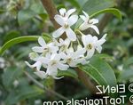 House Flowers Delavay Osmanthus, Delavay Tea Olive shrub (Osmanthus delavayi) Photo; white