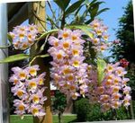 House Flowers Dendrobium Orchid herbaceous plant  Photo; pink
