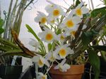 House Flowers Dendrobium Orchid herbaceous plant  Photo; white