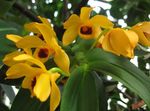 House Flowers Dendrobium Orchid herbaceous plant  Photo; yellow