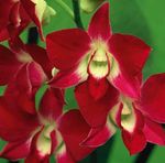 House Flowers Dendrobium Orchid herbaceous plant  Photo; red