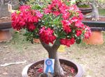 House Flowers Desert Rose tree (Adenium) Photo; red