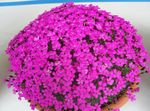 House Flowers Dianthus herbaceous plant  Photo; pink
