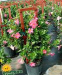 House Flowers Dipladenia, Mandevilla hanging plant  Photo; pink