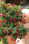 House Flowers Dipladenia, Mandevilla hanging plant  Photo; red