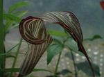 House Flowers Dragon Arum, Cobra Plant, American Wake Robin, Jack in the Pulpit  (Arisaema) Photo; brown