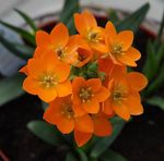 House Flowers Drooping Star of Bethlehem herbaceous plant (Ornithogalum) Photo; orange