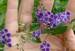 House Flowers Duranta, Honey Drops, Golden Dewdrop, Pigeon Berry tree  Photo; purple