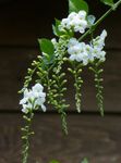 House Flowers Duranta, Honey Drops, Golden Dewdrop, Pigeon Berry tree  Photo; white