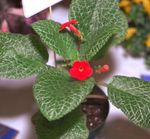 House Flowers Episcia herbaceous plant  Photo; red