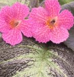 House Flowers Episcia herbaceous plant  Photo; pink