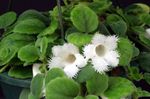House Flowers Episcia herbaceous plant  Photo; white
