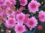 House Flowers Florists Mum, Pot Mum herbaceous plant (Chrysanthemum) Photo; pink