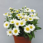 House Flowers Florists Mum, Pot Mum herbaceous plant (Chrysanthemum) Photo; white