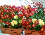 House Flowers Florists Mum, Pot Mum herbaceous plant (Chrysanthemum) Photo; claret