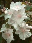 Flowering Maple, Weeping Maple, Chinese Lantern tree (Abutilon) Photo; white