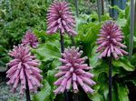 House Flowers Forest Lily herbaceous plant (Veltheimia) Photo; lilac