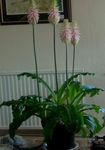House Flowers Forest Lily herbaceous plant (Veltheimia) Photo; pink
