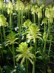 House Flowers Forest Lily herbaceous plant (Veltheimia) Photo; white