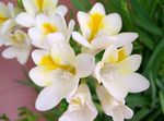 House Flowers Freesia herbaceous plant  Photo; white