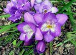 House Flowers Freesia herbaceous plant  Photo; lilac