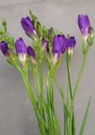 House Flowers Freesia herbaceous plant  Photo; purple