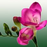 House Flowers Freesia herbaceous plant  Photo; pink