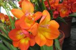 House Flowers Freesia herbaceous plant  Photo; orange