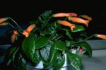 House Flowers Gesneria herbaceous plant  Photo; orange