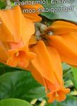 House Flowers Gold Finger Plant shrub (Juanulloa aurantiaca, Juanulloa mexicana) Photo; orange
