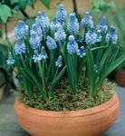 House Flowers Grape Hyacinth herbaceous plant (Muscari) Photo; light blue