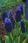 House Flowers Grape Hyacinth herbaceous plant (Muscari) Photo; dark blue
