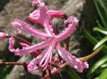 House Flowers Guernsey Lily herbaceous plant (Nerine) Photo; pink