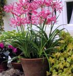 House Flowers Guernsey Lily herbaceous plant (Nerine) Photo; pink