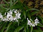 House Flowers Guernsey Lily herbaceous plant (Nerine) Photo; white