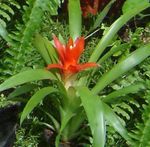 House Flowers Guzmania herbaceous plant  Photo; red