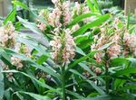 House Flowers Hedychium, Butterfly Ginger herbaceous plant  Photo; pink