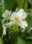 House Flowers Hedychium, Butterfly Ginger herbaceous plant  Photo; white