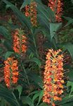 House Flowers Hedychium, Butterfly Ginger herbaceous plant  Photo; red