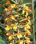 House Flowers Hedychium, Butterfly Ginger herbaceous plant  Photo; orange