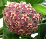 Hoya, Bridal Bouquet, Madagascar Jasmine, Wax flower, Chaplet flower, Floradora, Hawaiian Wedding flower hanging plant  Photo; pink
