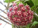 Hoya, Bridal Bouquet, Madagascar Jasmine, Wax flower, Chaplet flower, Floradora, Hawaiian Wedding flower Photo and characteristics