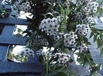 Hoya, Bridal Bouquet, Madagascar Jasmine, Wax flower, Chaplet flower, Floradora, Hawaiian Wedding flower hanging plant  Photo; white