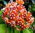 Hoya, Bridal Bouquet, Madagascar Jasmine, Wax flower, Chaplet flower, Floradora, Hawaiian Wedding flower hanging plant  Photo; orange