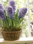 House Flowers Hyacinth herbaceous plant (Hyacinthus) Photo; lilac