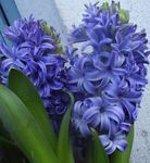House Flowers Hyacinth herbaceous plant (Hyacinthus) Photo; light blue