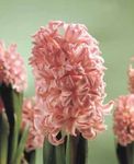 House Flowers Hyacinth herbaceous plant (Hyacinthus) Photo; pink