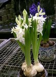 House Flowers Hyacinth herbaceous plant (Hyacinthus) Photo; white