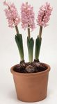 House Flowers Hyacinth herbaceous plant (Hyacinthus) Photo; pink